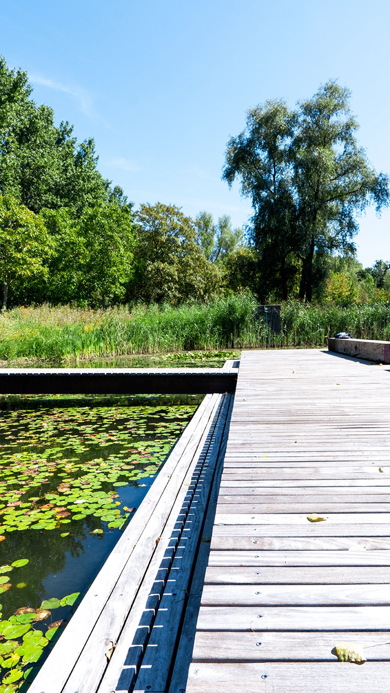 Houten vlonder langs een vijver met waterlelies op het Eiland van Brienenoord in Rotterdam