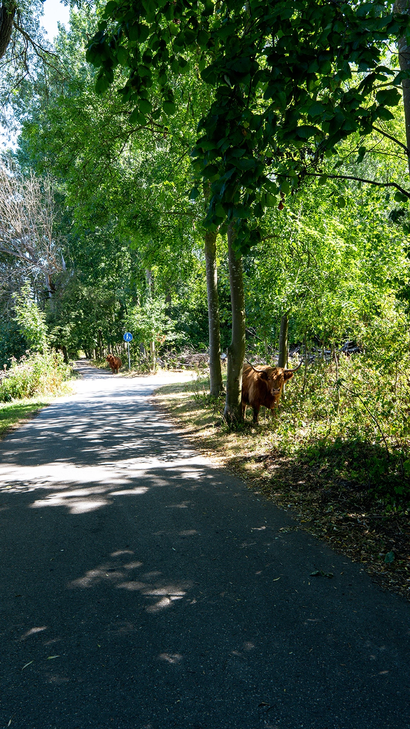Schotse hooglanders langs een wandelpad op het Eiland van Brienenoord, achter Dutch Art Room in Rotterdam